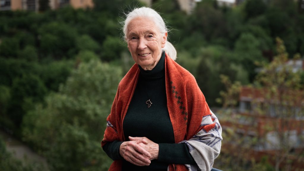 Dr. Jane Goodall üzenete a magyar gyerekek számára – filmvetítés